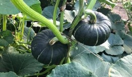 吃瓜网红永久地址,带你走进网红背后的世界